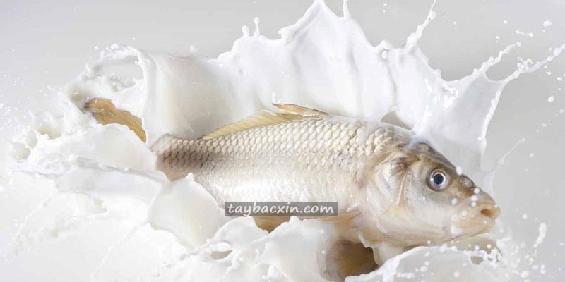 Sữa tươi không đường