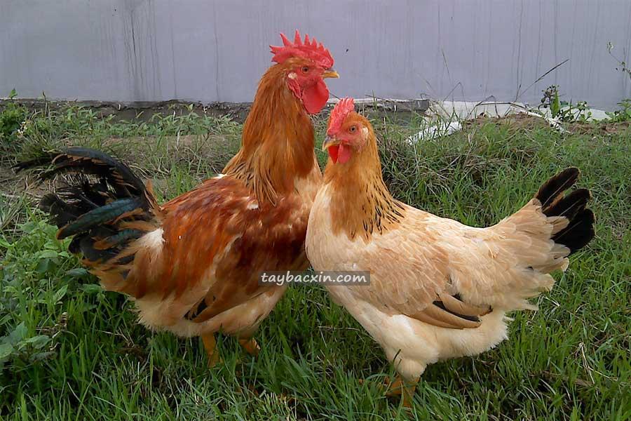 gà ta thả vườn