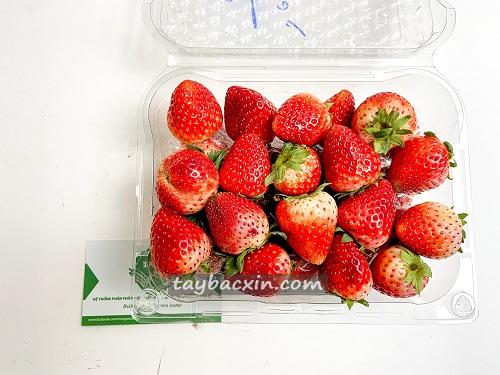 Mua Dâu Tây Mộc Châu Ở Đâu Uy Tín Tại Hải Phòng