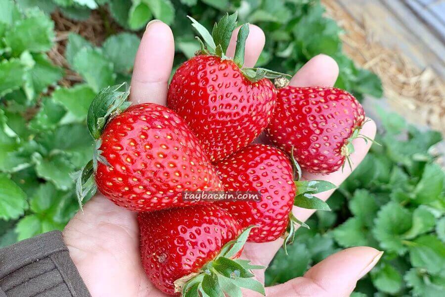 Nhu Cầu Mua Dâu Tây Mộc Châu Tại Hải Phòng