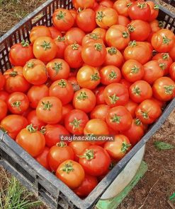 Cà Chua Mộc Châu