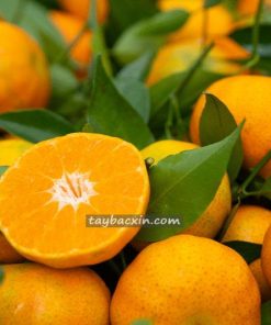 Cam Canh Mộc Châu